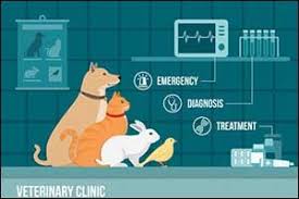 It's an amazing way to find affordable vet care. Emergency Vet Services In New Bedford Quick Help For Sick Pets Anchor Animal Hospital