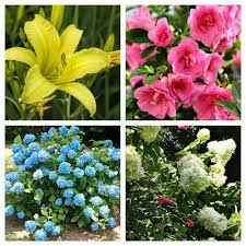 Share the best gifs now >>>. Old Fashioned Flowers Your Grandma Used To Grow In Her Garden