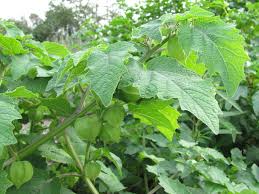 Image result for Physalis pubescens