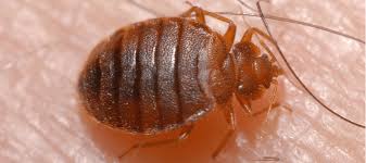 I have been dealing with these tiny black bugs for about a year. Where Do Bed Bugs Hide On Your Body Abc Blog