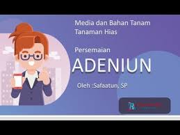 Rpp ini hanya rpp (k13) untuk 1 kd pada mata pelajaran agribisnis tanaman pangan dan palawija. Media Dan Bahan Tanam Tananan Hias Persemaian Adenium Youtube
