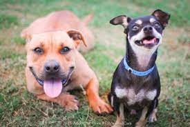 Maybe you would like to learn more about one of these? Animal Care Services