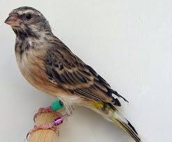 Perbedaan postur badan dan kepala. Kisaran Daftar Harga Terbaru Burung Blackthroat Saat Ini 2017 Terlengkap Kicau Mania