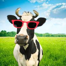 The Cool Cow Of The Herd Animals Cow Photos Cow