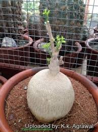 Image result for Pyrenacantha