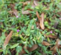 But we couldn't find a primary source that backs that up. May All Your Weeds Be Wildflowers Matty Nativeseed