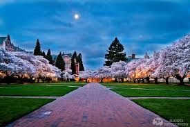 Pin On Cherry Blossoms Uw