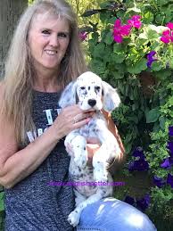 Black And White English Setter Puppies For Sale Blue Belton English Setter Puppy English Setter Puppies Setter Puppies Puppies