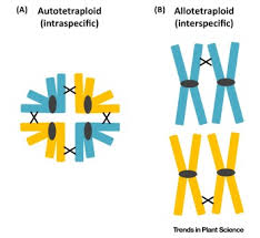 Image result for Homozeugos