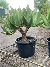Image result for Aloidendron tongaense