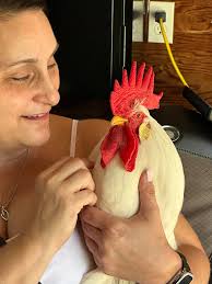 Apologizing for loss of beloved pet chicken