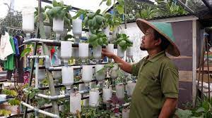 Membuat rumah kebun di hunian tidak hanya bermanfaat untuk menambah estetika, tapi sekaligus menyehatkan! Sebelum Urban Farming Booming Ahmad Fanani Telah Buka Kebun Di Atas Atap Rumah Tribun Jakarta