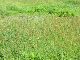 Image result for Echinochloa crus-pavonis