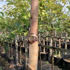 Mix up mock pink champagne, made with 7up®, today. Betula Albo Sinensis Pink Champagne Chinese Red Birch Mail Order Trees