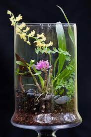 Orchids At Tesco Orchids Orchids Orchid Terrarium Dendrobium Orchids