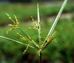 Image result for Cyperus cyperoides