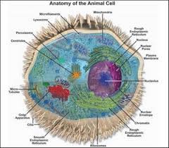 Water or saline) before plating. Textbook Of Structural Biology Series In Structural Biology