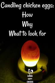 candling eggs how to watch a speck grow into a chick