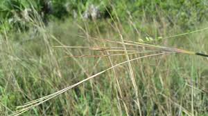 Image result for Schizachyrium sanguineum