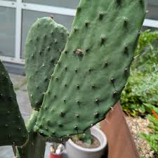 Image result for Opuntia