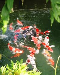 Great Kohakus Have A Beautiful And Hopefully Sunny Sunday Koisociety Koi Koi Pond Design Koi Fish Pond