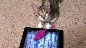 Cats Playing On Ipad Tablet Best Players Anniversary Compilation 2018 Cat Playing Funny Cats Cats