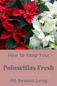 This Is How To Make Your Poinsettia Bloom Again Next Year Christmas Plants Poinsettia Christmas Plants Poinsettia Plant