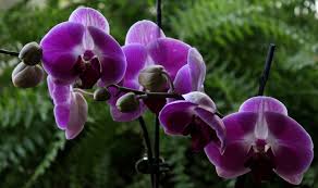 My Birthday Orchid A P R O N H E A D Lilly Huge collection, amazing choice, 100+ million high quality, affordable rf and rm images. my birthday orchid a p r o n h e a d