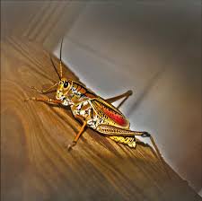 Maybe you would like to learn more about one of these? Florida Grasshopper Photograph By Judy Hall Folde