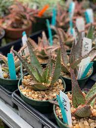 Aloe, Haworthia, Gasteria and their hybrids | Garden Foreplay