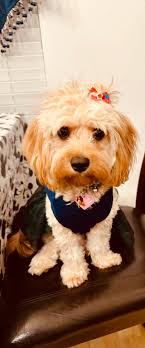 Advice please.. our little pup has just finished her first season, and now  her nipples are bulging. Is this normal to happen AFTER?