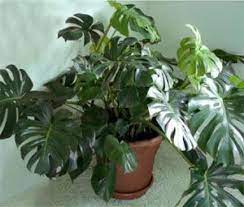 Split Leaf Philodendron Monstera Deliciosa The Wisconsin Master Gardener Program Philodendron Monstera Monstera Deliciosa Philodendron