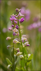 Image result for Polygala gossweileri