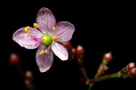 Image result for Talinum afrum