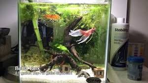 The size you choose could kill your fish. Betta In Topfin 2 5 Gallon Aquarium Youtube