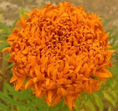 Image result for Tagetes erecta
