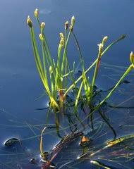 Image result for Isolepis costata