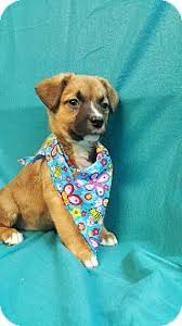 Get all your pet essentials right when you need them. 33 Dog Adpotion Ideas Puppy Adoption Adoption Pets