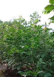 Image result for Mostuea hirsuta