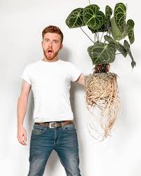 How To Plant, Grow, And Care For Anthuriums