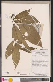 Image result for Pavetta zeyheri