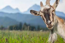 Goat cheese is any cheese made from the milk of goats. Off Piste Butt Of Our Neuroses Times Higher Education The