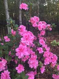 Encore Azalea 1 Gal Autumn Carnation Encore Azalea Shrub With Ruffled Pink Reblooming Flowers 80391 The Home Depot Reblooming Flowers Azalea Flower Beautiful Pink Flowers