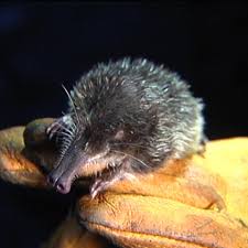 El desmán ibérico, desmán de los pirineos o almizclera (galemys pyrenaicus) es una especie de mamífero soricomorfo de la familia talpidae que habita en las zonas montañosas del norte de la península ibérica y sur de francia. Video Una Noche Con El Desman Raton Almizclero Eitb Teknopolis