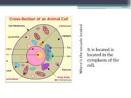 In exocytosis, proteins and lipids are expelled from cells. The Vacuole By Joe Anonuevo And Adam Deuber What Is A Vacuole Membrane Bond Sac Helps Intracellular Digestion E Generally Small In In Animals Are Large Ppt Download
