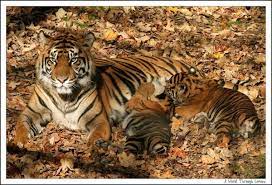 Saving The Tiger Means Saving Mankind Not Only Is The Tiger A Beautiful Animal But It Is Also The Indicator Of Th Save The Tiger Animals Beautiful Animals