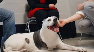 May 19, 2021 · check your dog over regularly for lumps and bumps on the skin's surface or just under the skin. Bone Cancer Vaccine For Dogs Shows Promise For Breast Cancer Abc News
