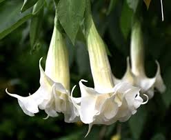 Image result for Brugmansia