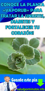 Esta planta , les dejo este vídeo que estas plantas tienen propiedades curativas, depurativas, previene y tratan enfermedades de todo tipo. Conoce La Planta Vaporub Para Tratar La Sinusitis Diabetes Y Fortalecer Tu Corazon Planta Vapor Remedios Caseros Adelgazar Plantas Consejos Para La Salud