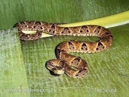 American Lancehead Bothrops Atrox Snake Reptile Snakes Snake Venom